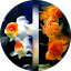 CharleysAquaticNook Avatar